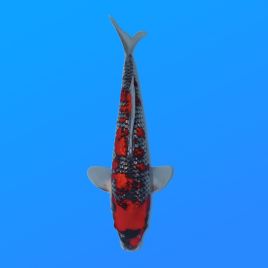 Koï Japon G. Goshiki éleveur Kawakami 33-41cm
