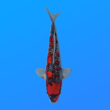Koï Japon G. Goshiki éleveur Kawakami 33-41cm