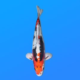 Koï Japon Beni Kikokuryu éleveur Kawakami 33-41cm