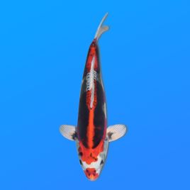 Koï Japon Beni Kikokuryu éleveur Kawakami 33-41cm