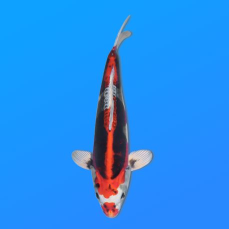 Koï Japon Beni Kikokuryu éleveur Kawakami 33-41cm