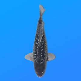 Koï Japon Gozilla éleveur Kanno 28-42cm