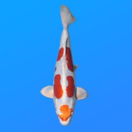 Koï Japon Kikusui éleveur Kanno 28-42cm