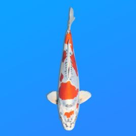 Koï Japon Beni Kikokuryu éleveur Kanno 28-42cm
