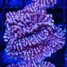 Bouture Montipora 'Mean Streak'