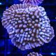 Bouture Montipora 'Mean Streak'
