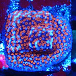 Bouture Montipora Superman