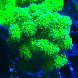 Bouture Stylophora à polypes vert fluo 