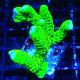 Bouture Montipora 'Incredible Hulk' 