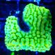 Bouture Montipora 'Beach Bum'