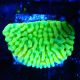 Bouture Montipora 'Beach Bum'