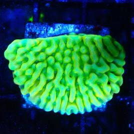 Bouture Montipora 'Beach Bum'
