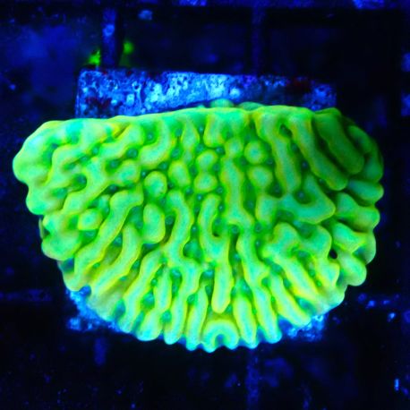 Bouture Montipora 'Beach Bum'