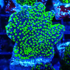 Bouture Montipora 'Hispida Hulk'