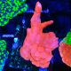 Bouture Montipora Setosa