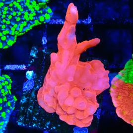 Bouture Montipora Setosa