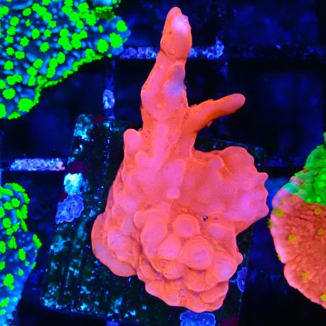 Bouture Montipora Setosa