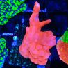 Bouture Montipora Setosa