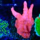 Bouture Montipora Setosa