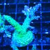 Bouture Acropora Blue Lagoon
