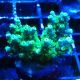 Bouture Acropora Hematoma 
