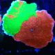 Bouture Monitpora 'Sunfire Grafted plateau' 