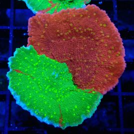 Bouture Montipora 'Sunfire Grafted plateau'