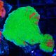 Bouture Monitpora 'Sunfire Grafted plateau' 