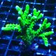 Bouture Anacropora 'Green Goblin'