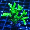 Bouture Anacropora 'Green Goblin'