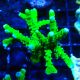 Bouture Anacropora 'Green Goblin'