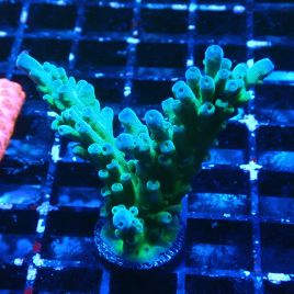 Bouture Acropora austera Yellow Tips 