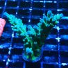 Bouture Acropora austera Yellow Tips