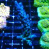 Bouture Acropora austera teal