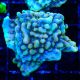 Bouture Montipora Crazy T 