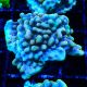 Bouture Montipora Crazy T 