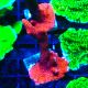 Bouture Montipora digittata rouge 
