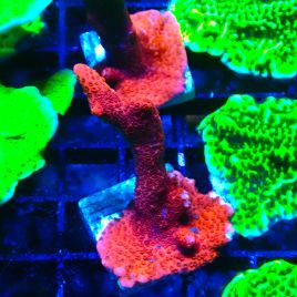 Bouture Montipora digittata rouge fusion
