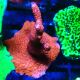 Bouture Montipora digittata rouge 