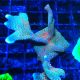 Bouture Montipora digitata 'Forest fire'