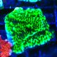 Bouture Montipora Confusa 
