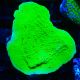 Bouture Montipora Season Greetings 