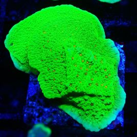 Bouture Montipora Season Greetings