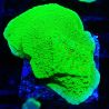 Bouture Montipora Season Greetings