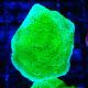 Bouture Montipora Plateau Vert Pomme 