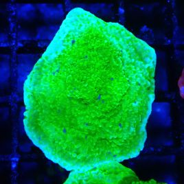 Bouture Montipora Plateau Vert Pomme