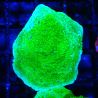 Bouture Montipora Plateau Vert Pomme