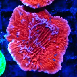 Bouture Montipora Plateau Rouge