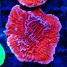 Bouture Montipora Plateau Rouge
