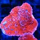 Bouture Montipora Plateau Rouge 